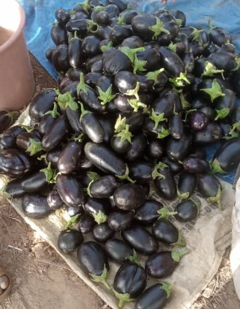 R%C3%A9colte%20aubergines